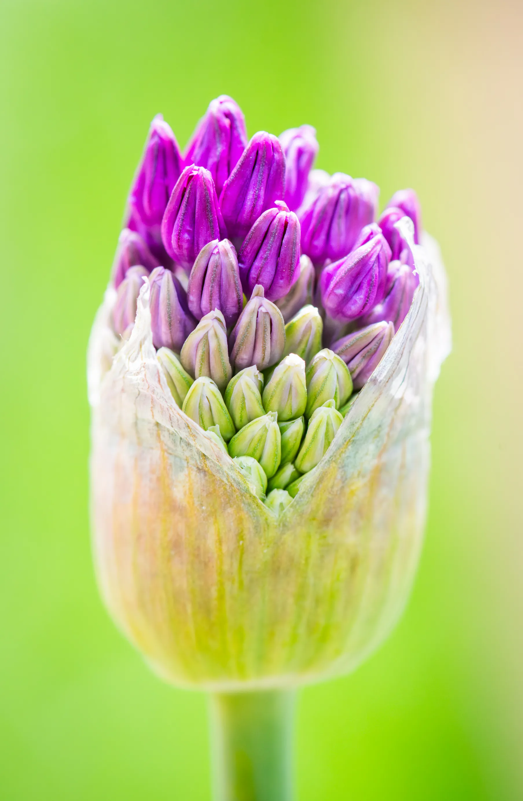 A purple allium flower bud splitting open from its papery sheath against a green background