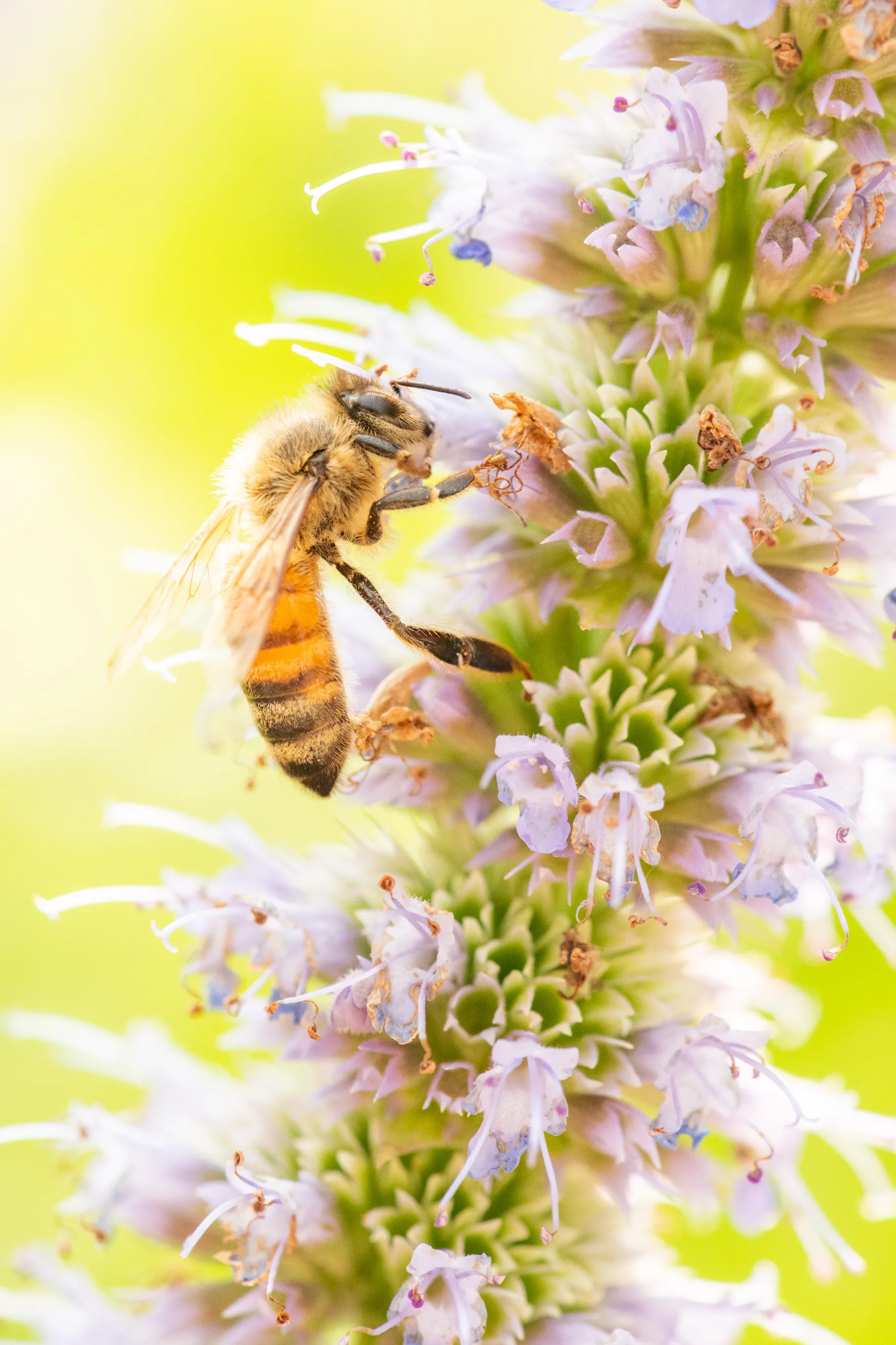 A honeybee clinging to a stalk of pale purple hyssop flowers against a bright yellow-green background