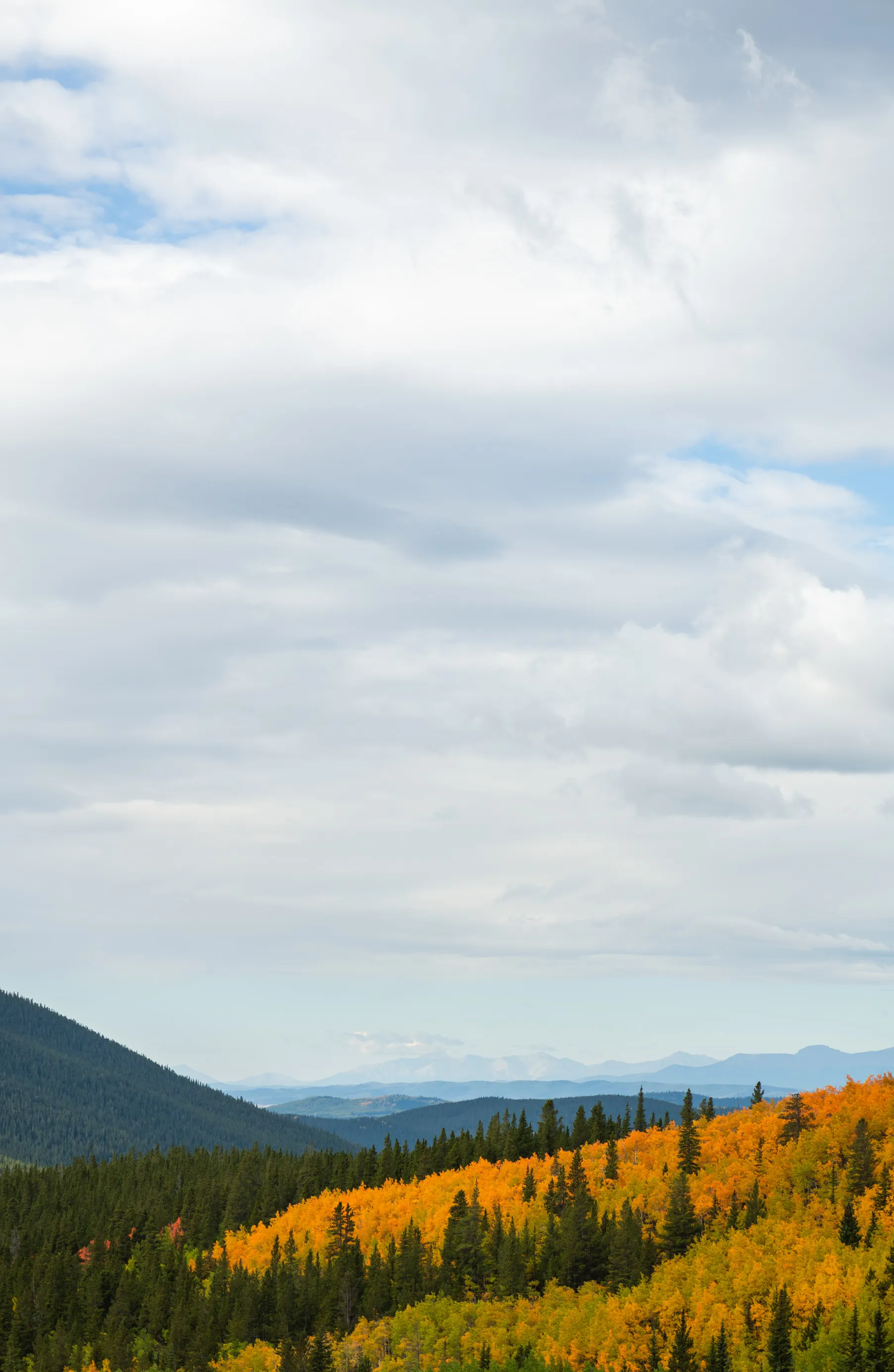 Golden aspens and dark evergreens on a hillside beneath a tall sky of white clouds