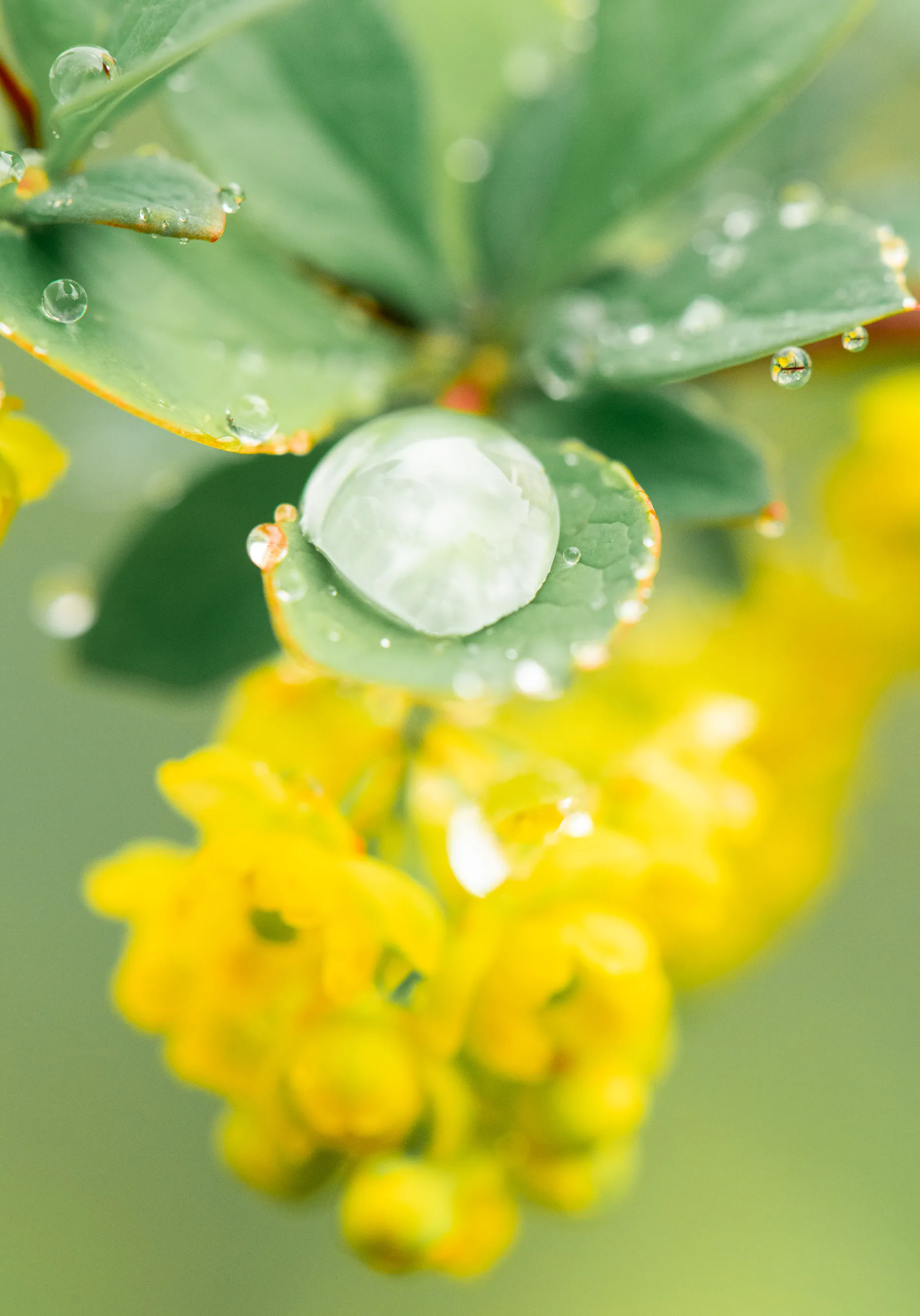 A single large drop of water balanced on a green leaf above clusters of small yellow flowers