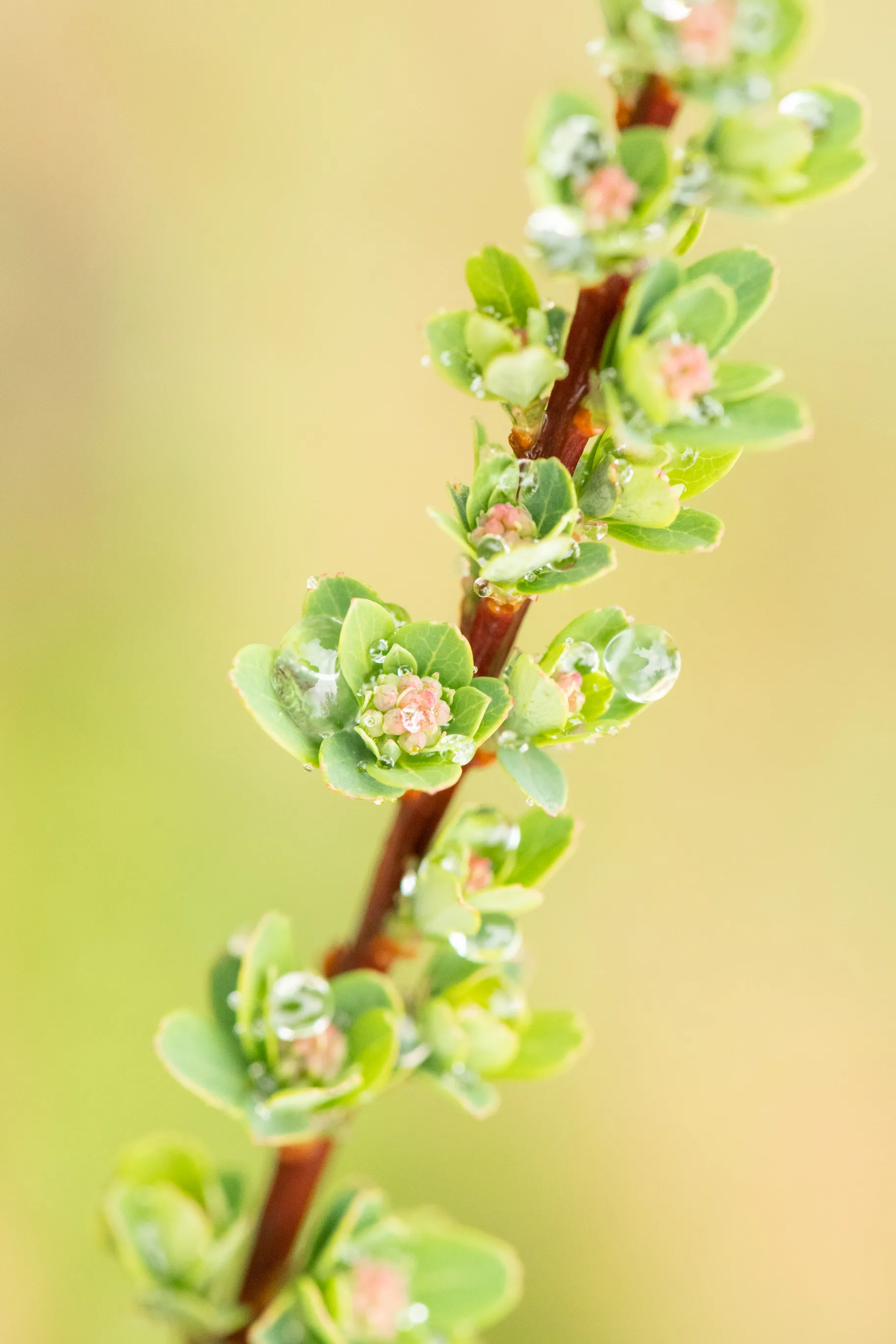 A thin red stem of new green leaves and tiny pink buds, beaded with dew