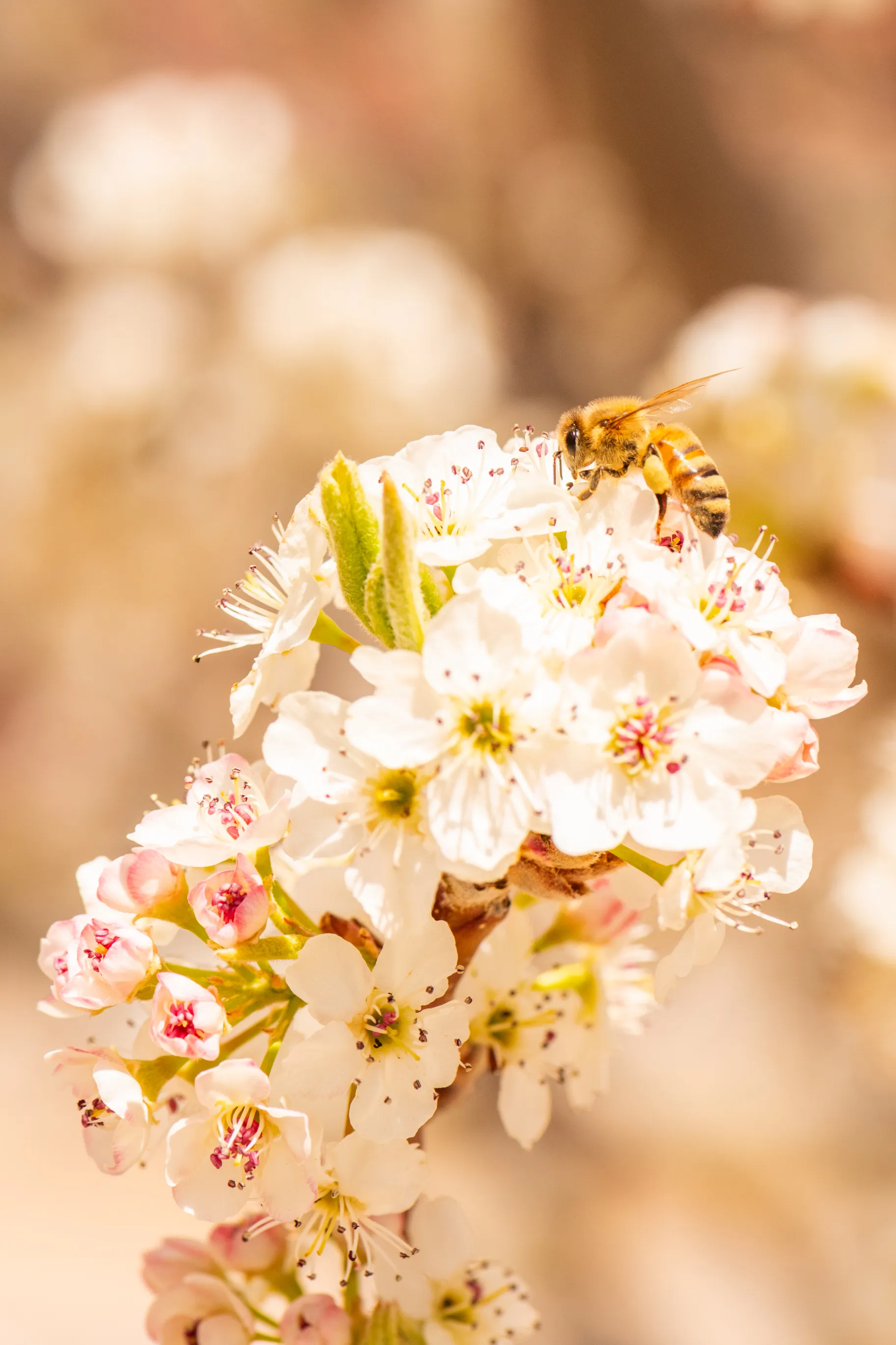 A bee among clusters of white and pink fruit-tree blossoms