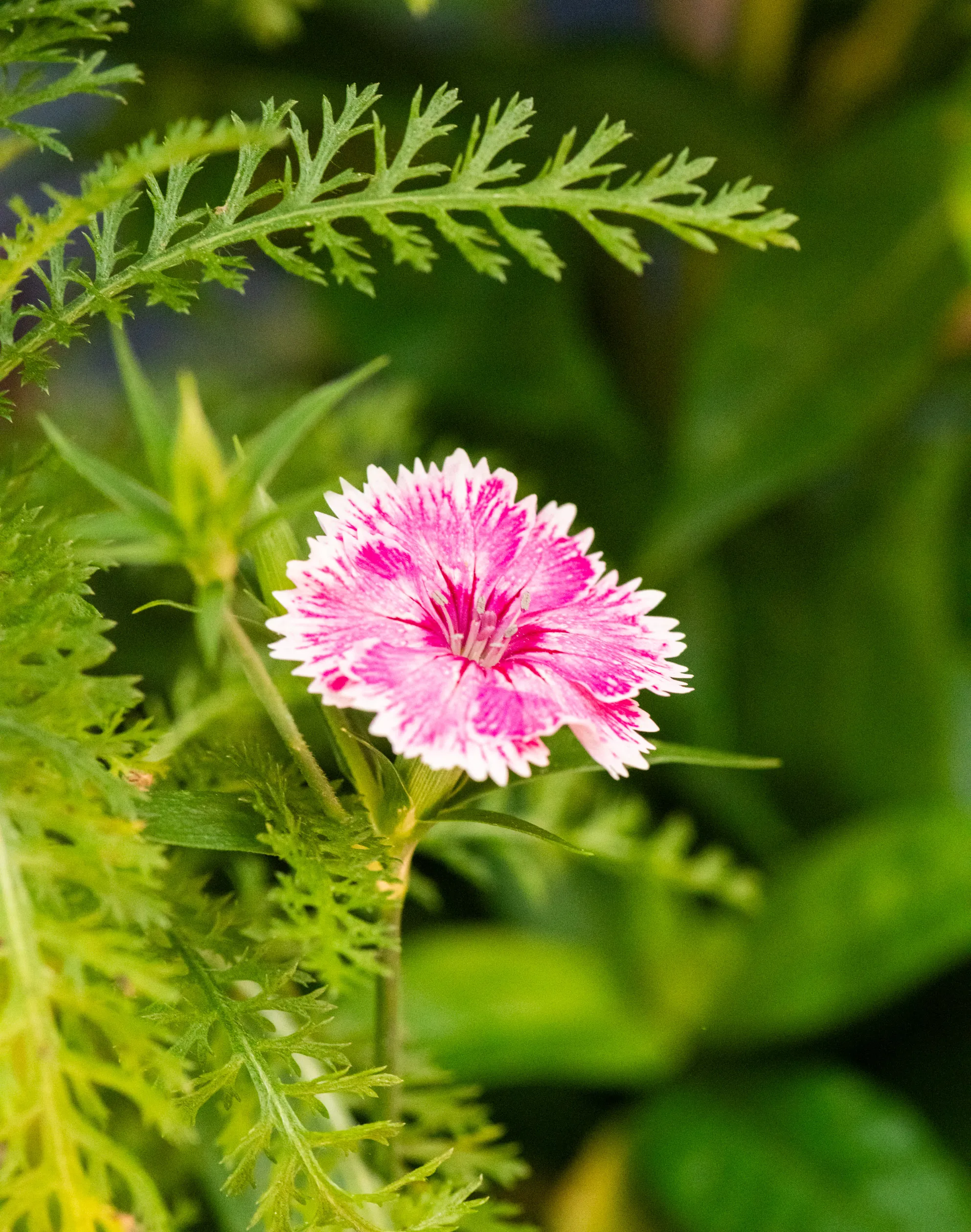 A single pink and white dianthus flower among feathery green foliage