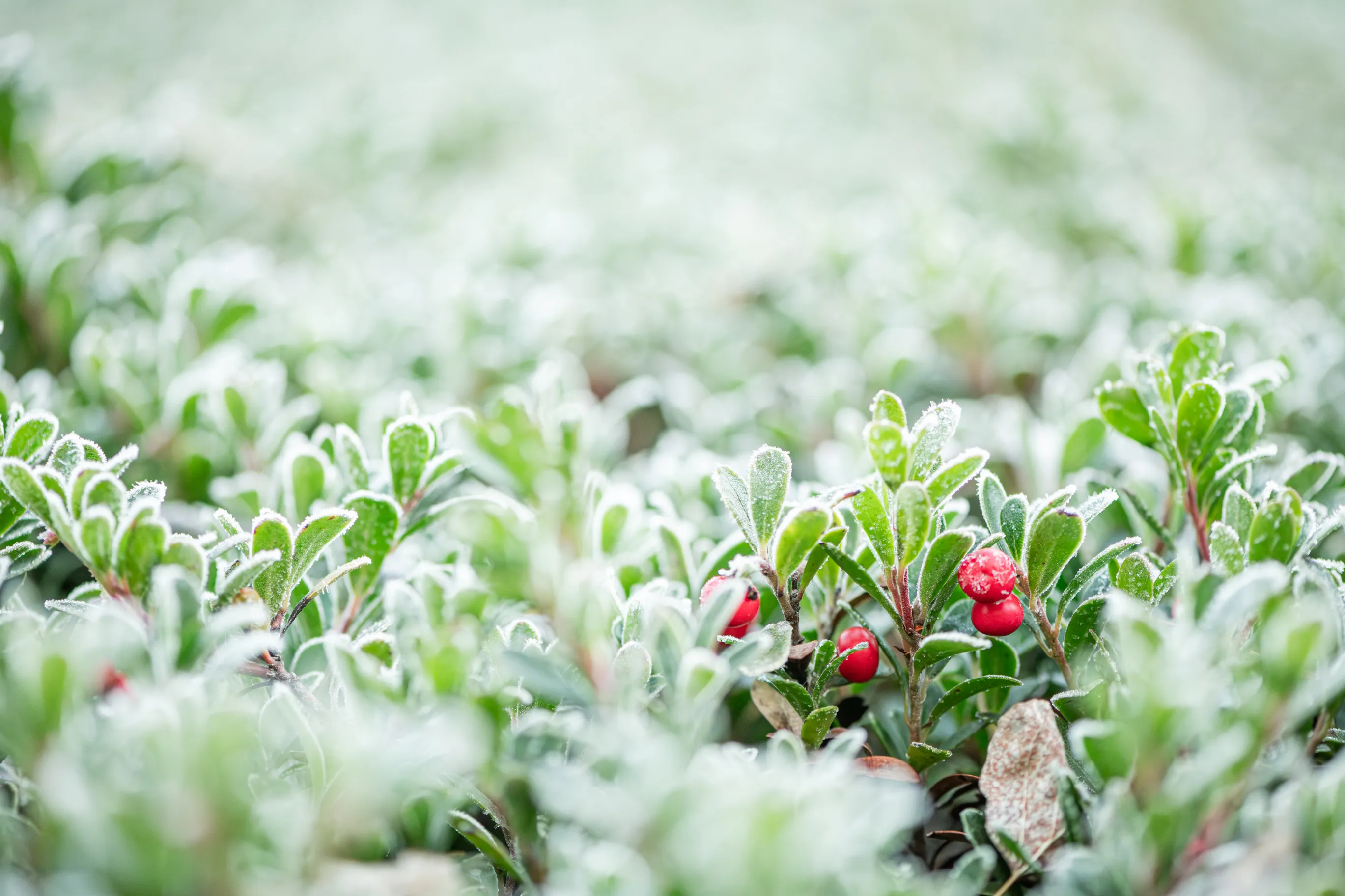 Frost-rimmed kinnikinnick leaves with a few bright red berries