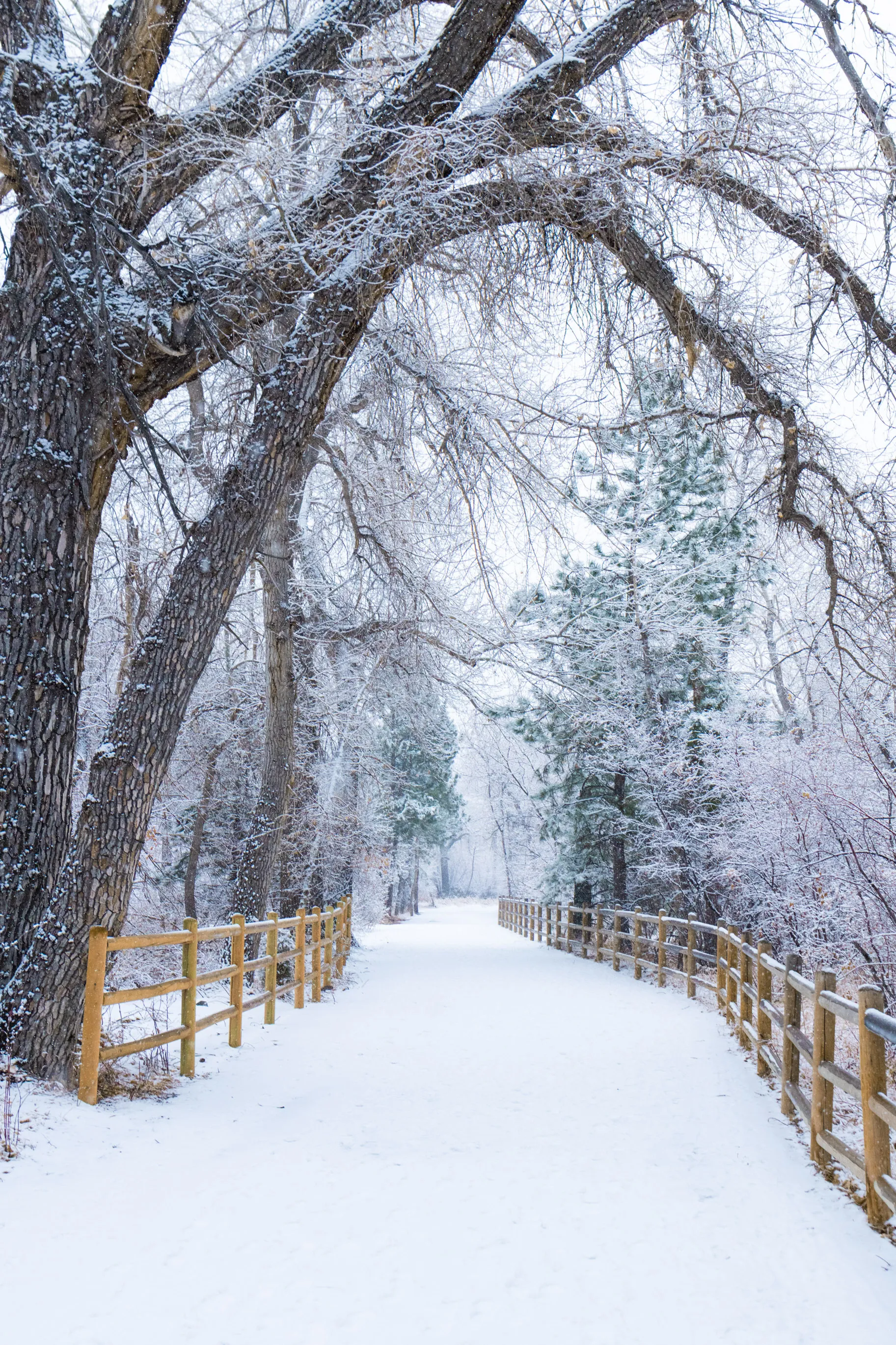 A snow-covered path between wooden rail fences, beneath arching trees heavy with frost