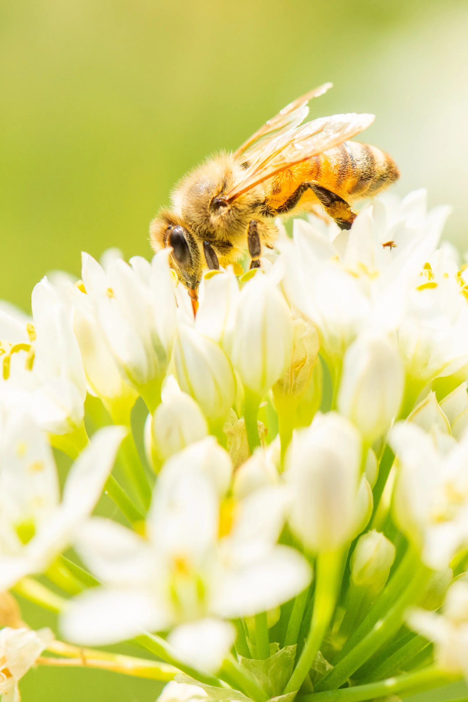 A honeybee feeding on a cluster of white star-shaped flowers