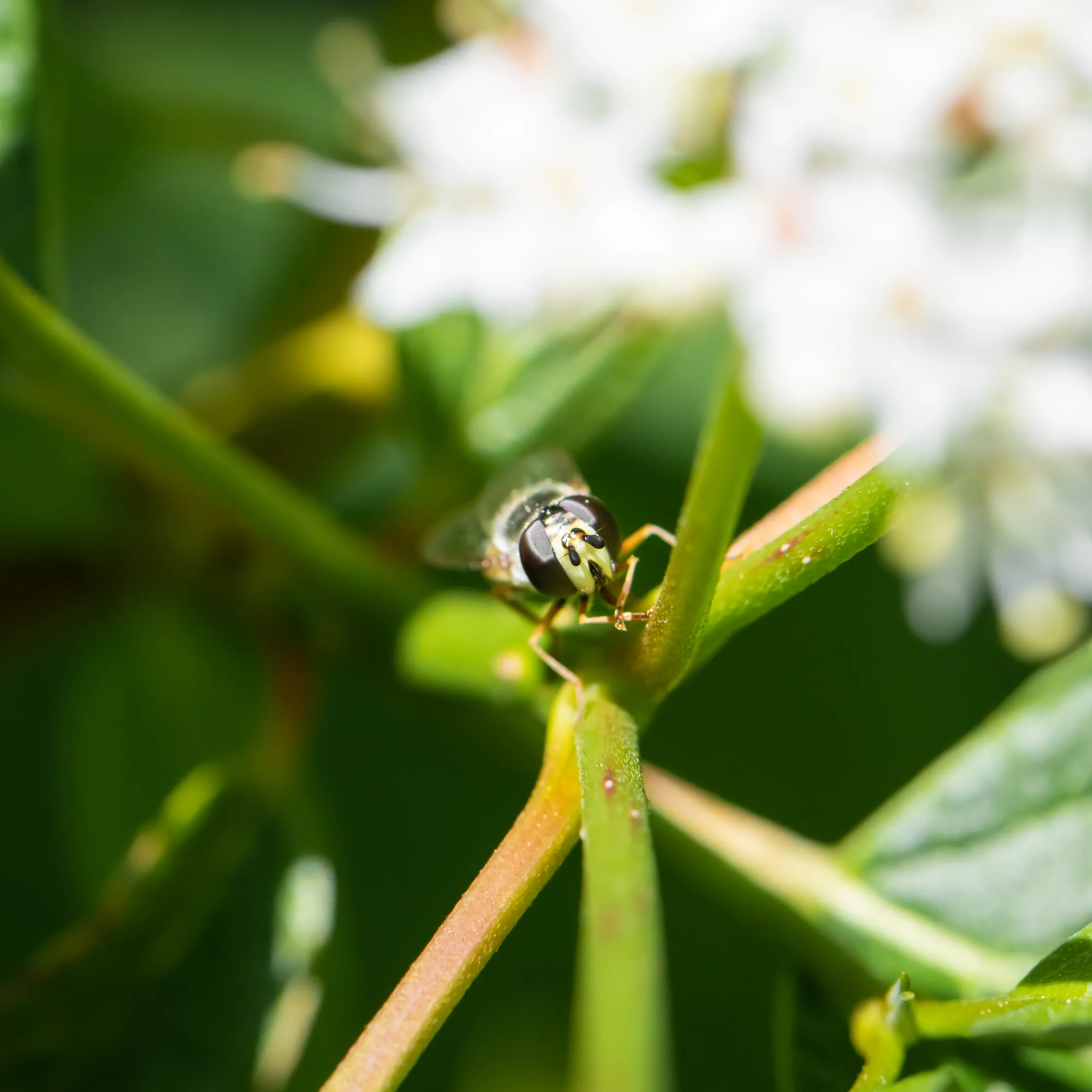 A small hoverfly perched on a green stem beneath clusters of white flowers