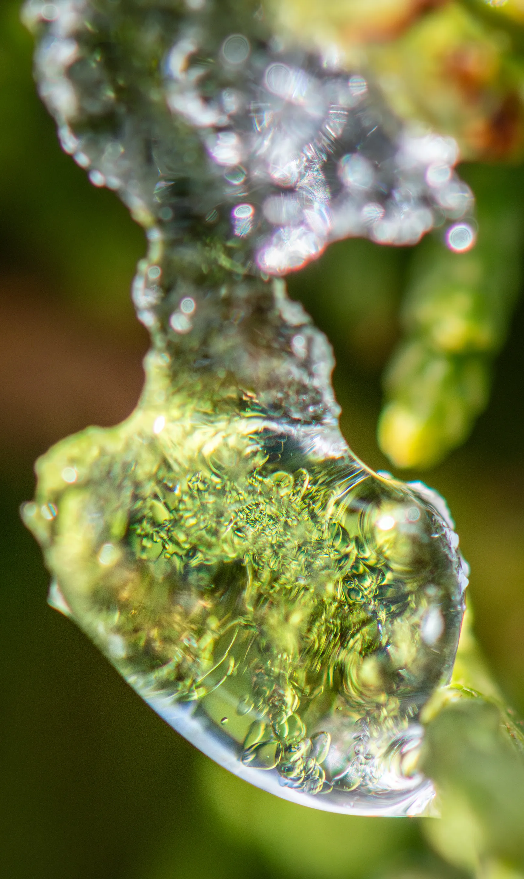 A clear bead of ice clinging to a green sprig, with the foliage behind it magnified inside the ice