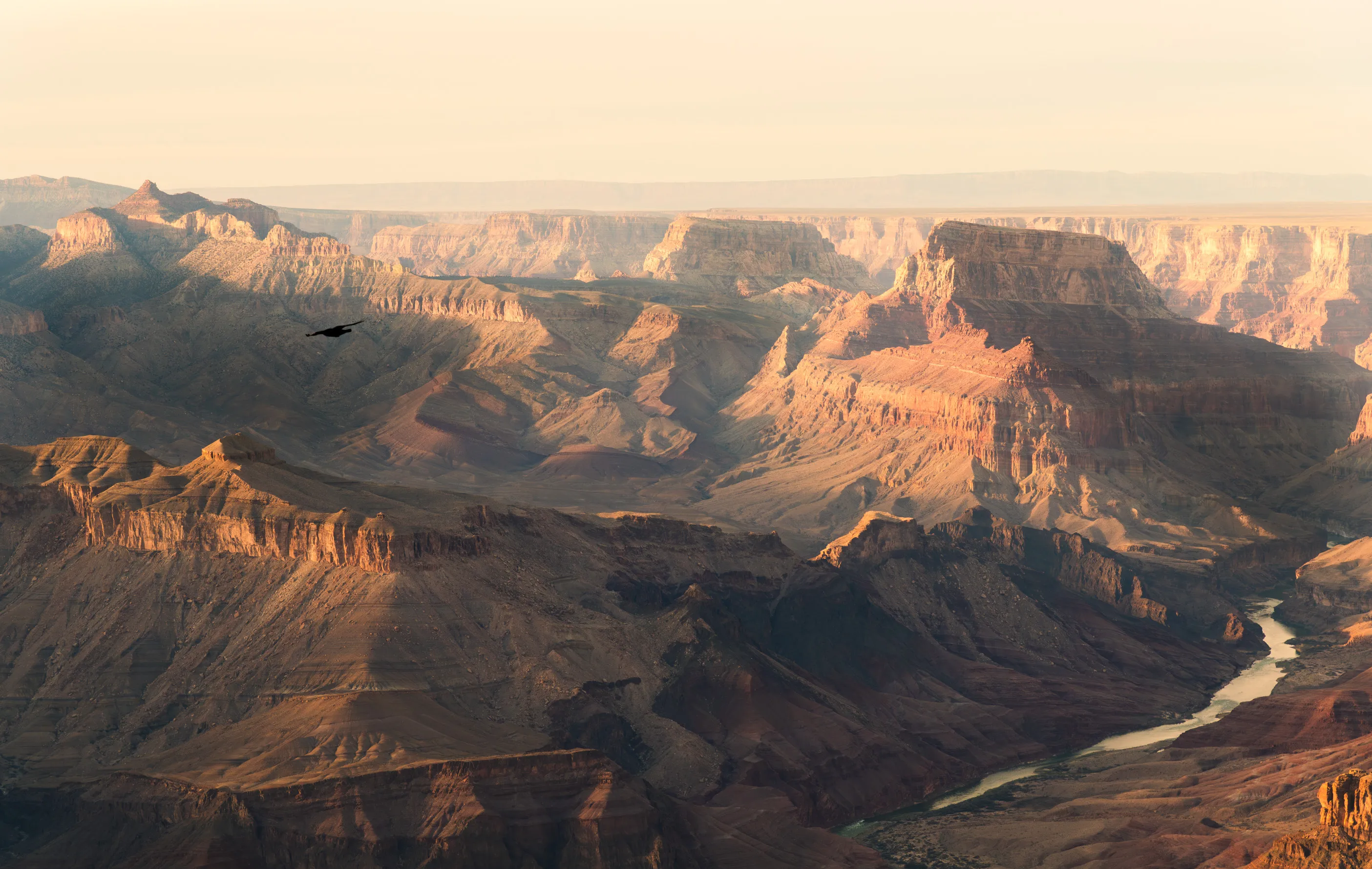 Layered cliffs of a vast canyon in late golden light, the Colorado River winding along the bottom and a dark bird soaring below the rim