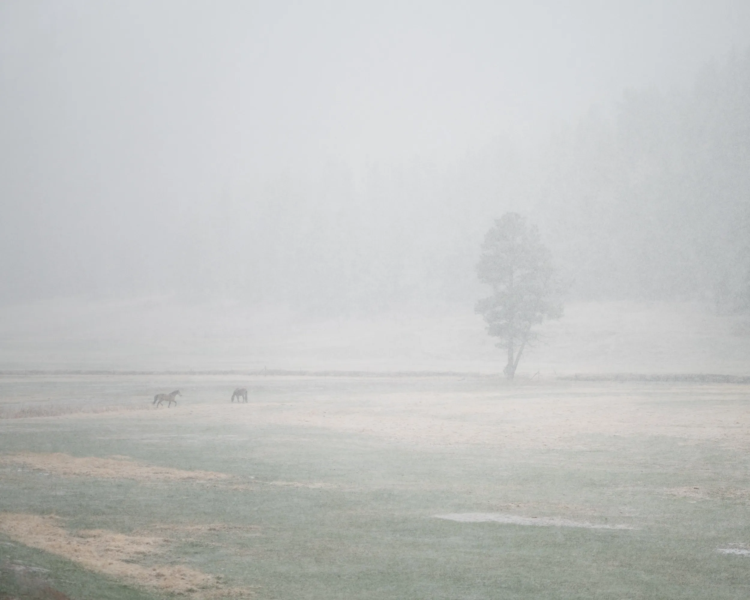 A lone tree in a meadow veiled by fog and falling snow, with two distant horses