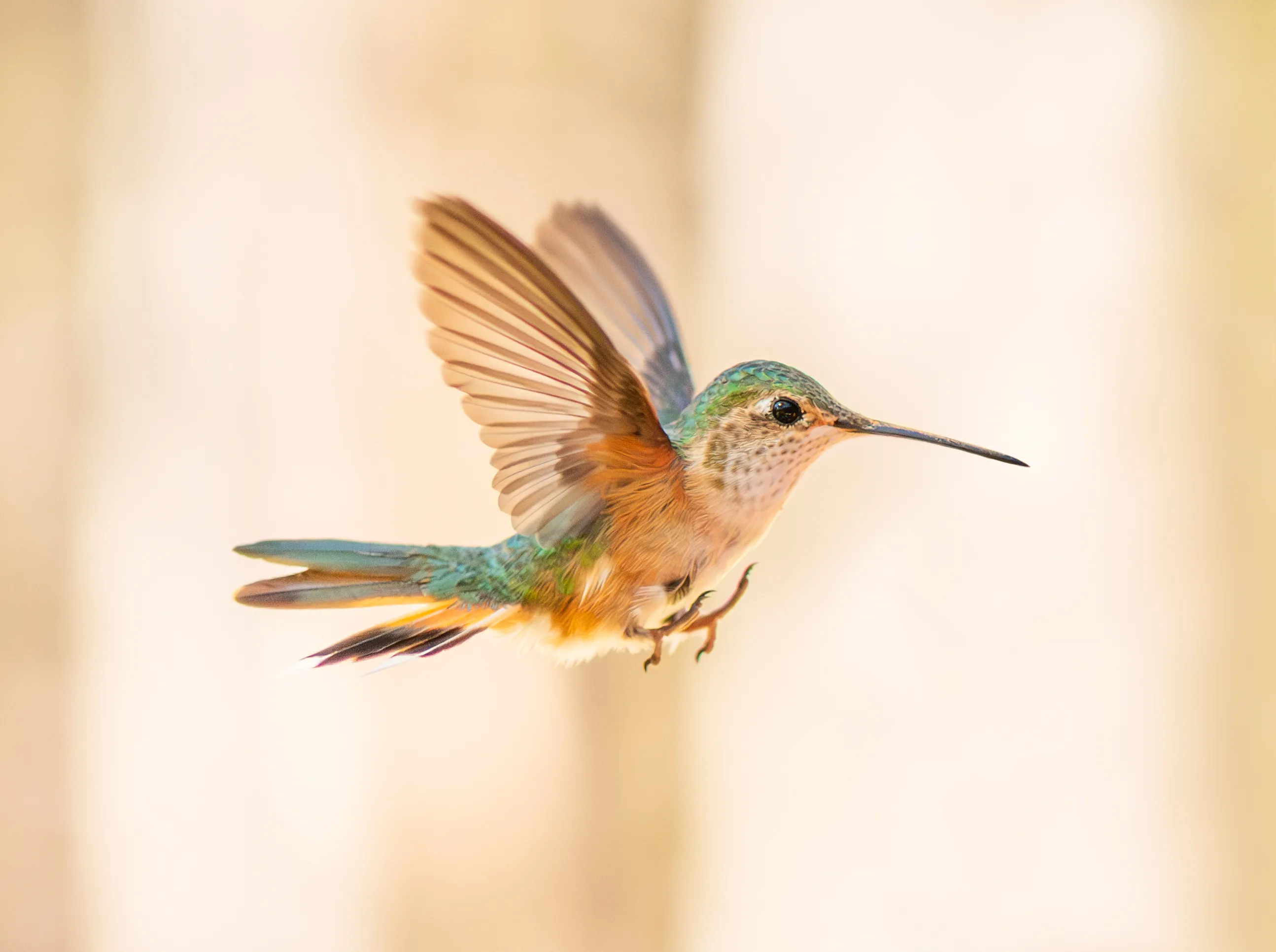 A hummingbird hovering mid-air, wings raised, against a soft, warm, blurred background
