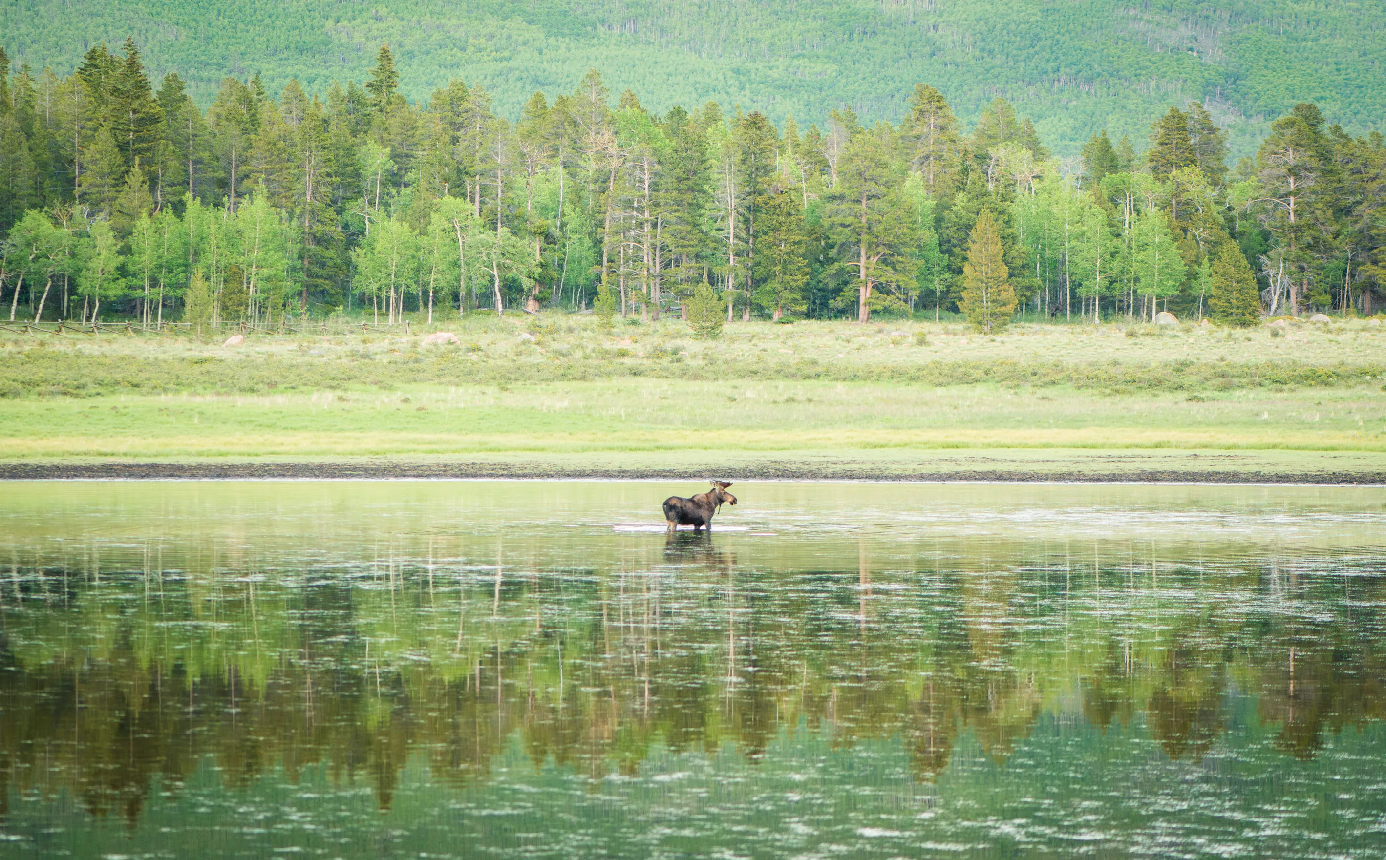 A lone moose wading in a calm pond, reflected in the water, with a line of evergreen forest behind