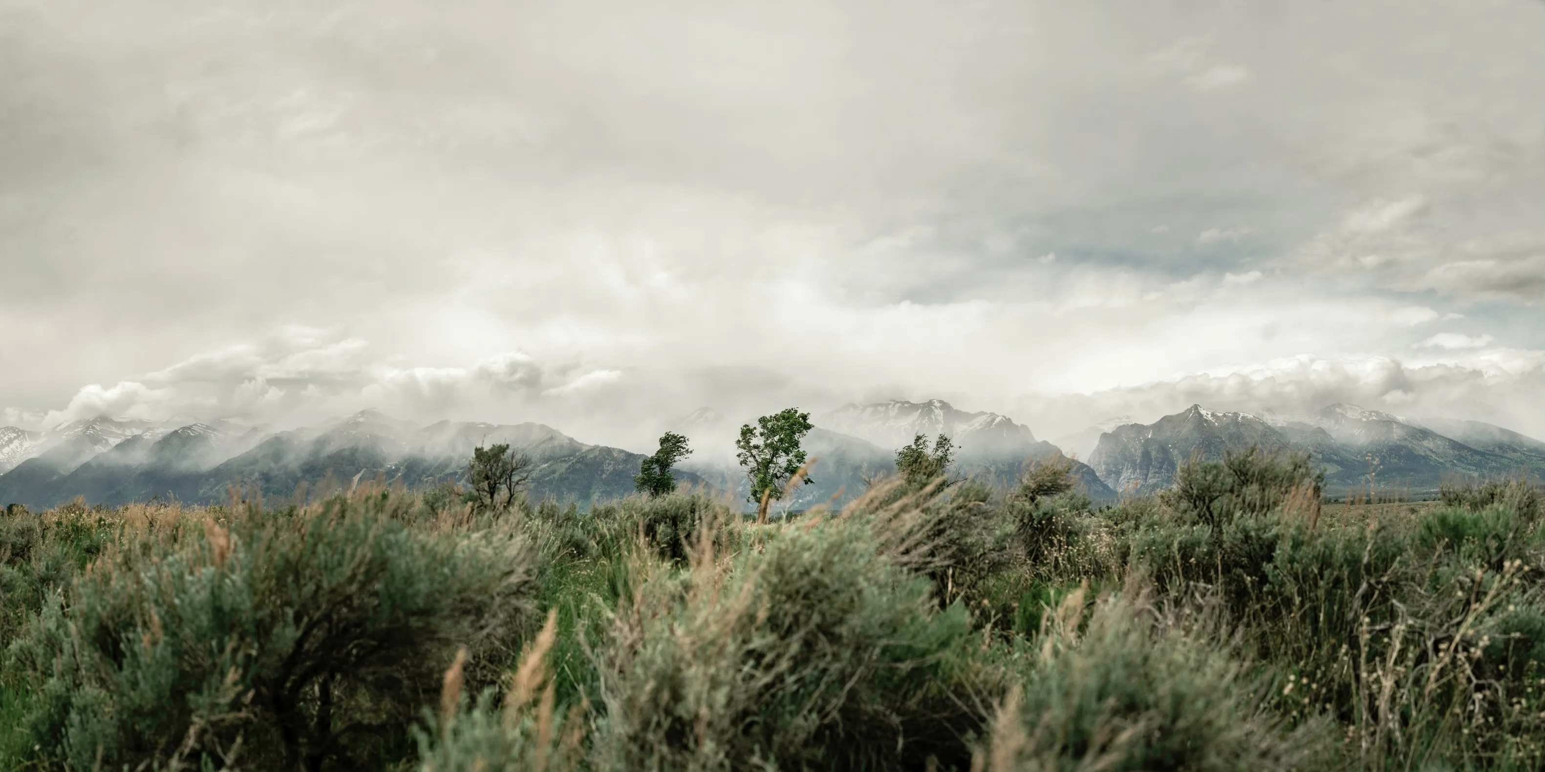Sagebrush flats with a few scattered trees before a mountain range hidden in low grey clouds