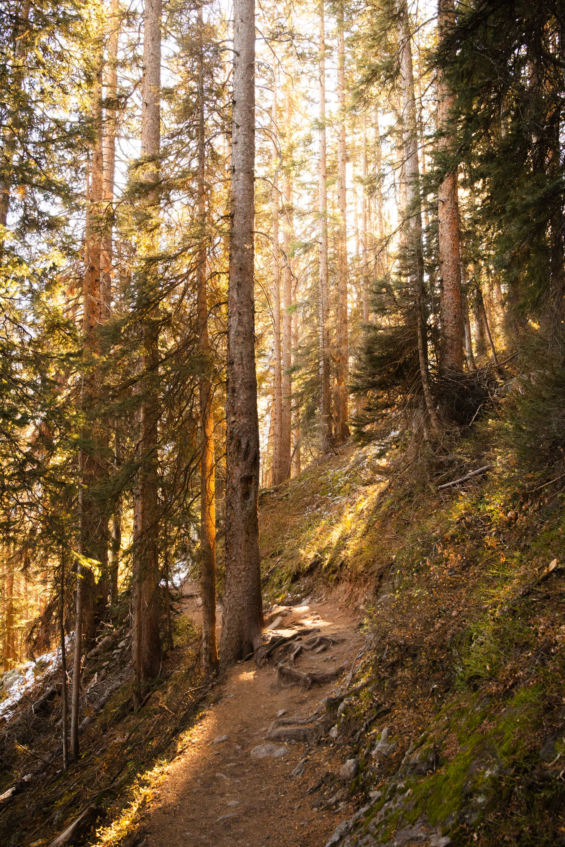 A dirt trail climbing through tall pines and firs lit by warm morning sun