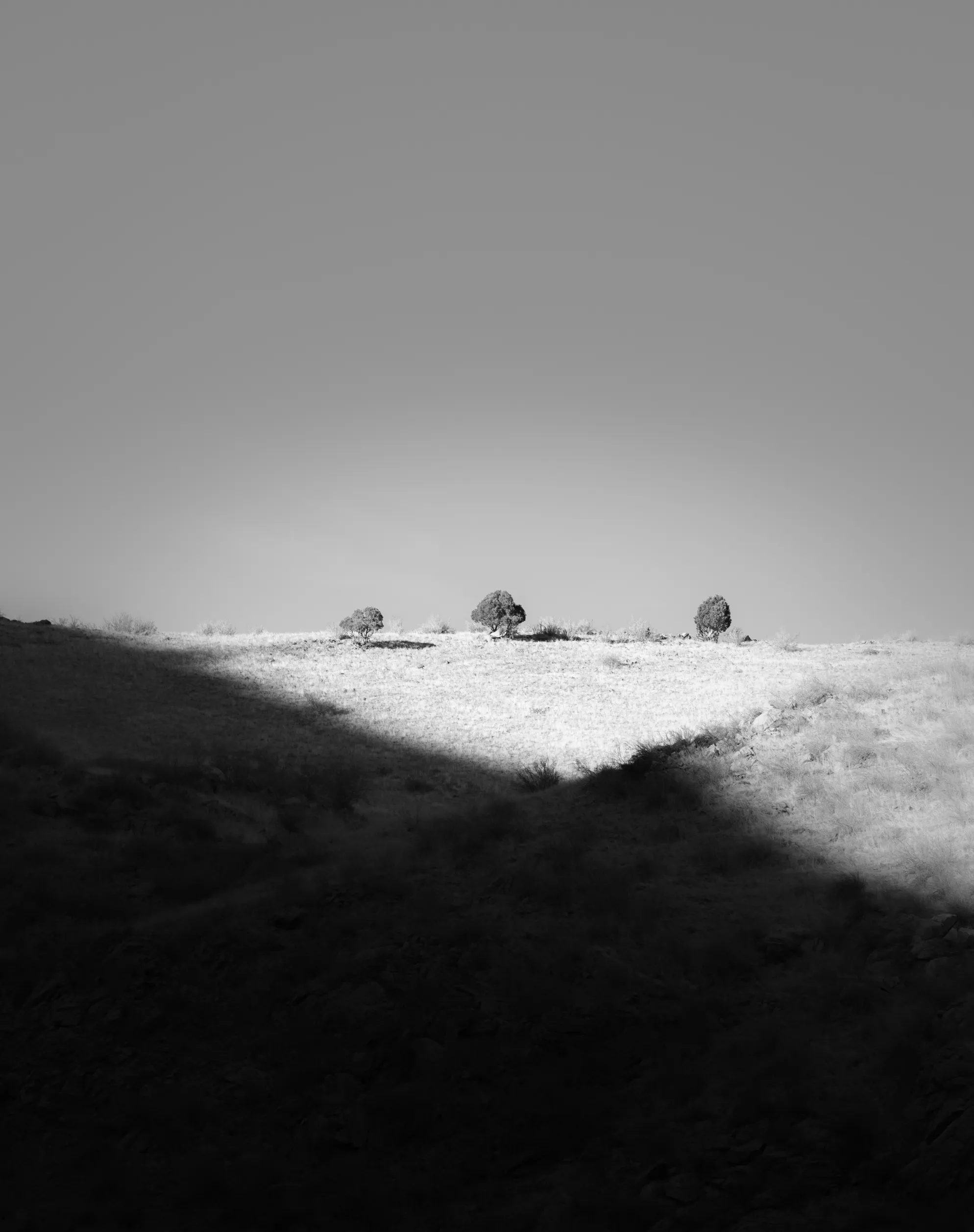 Black and white photo of a sunlit hilltop with three small trees above a dark, shadowed slope