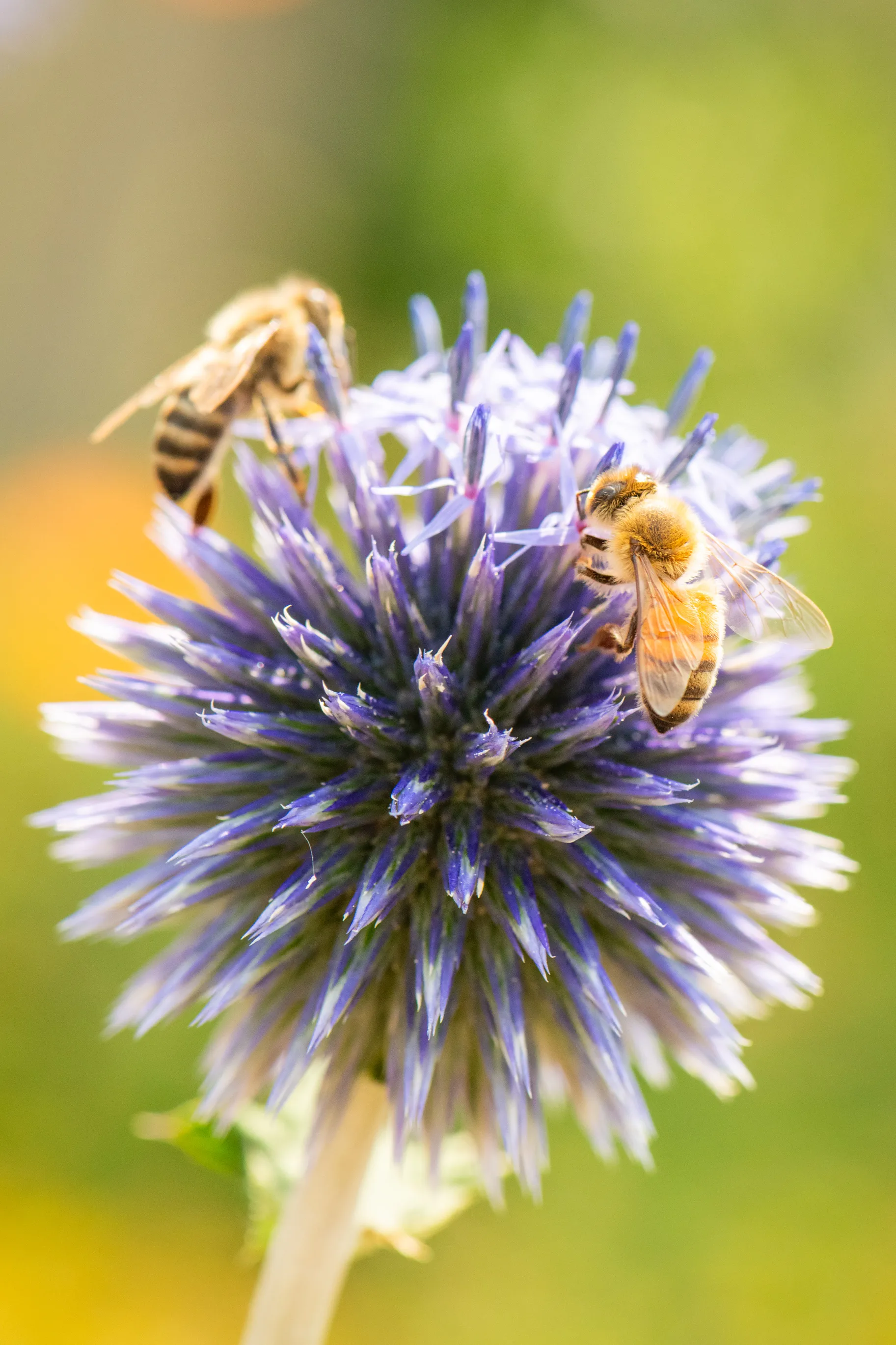 Two honeybees gathering pollen on a spiky purple globe thistle flower