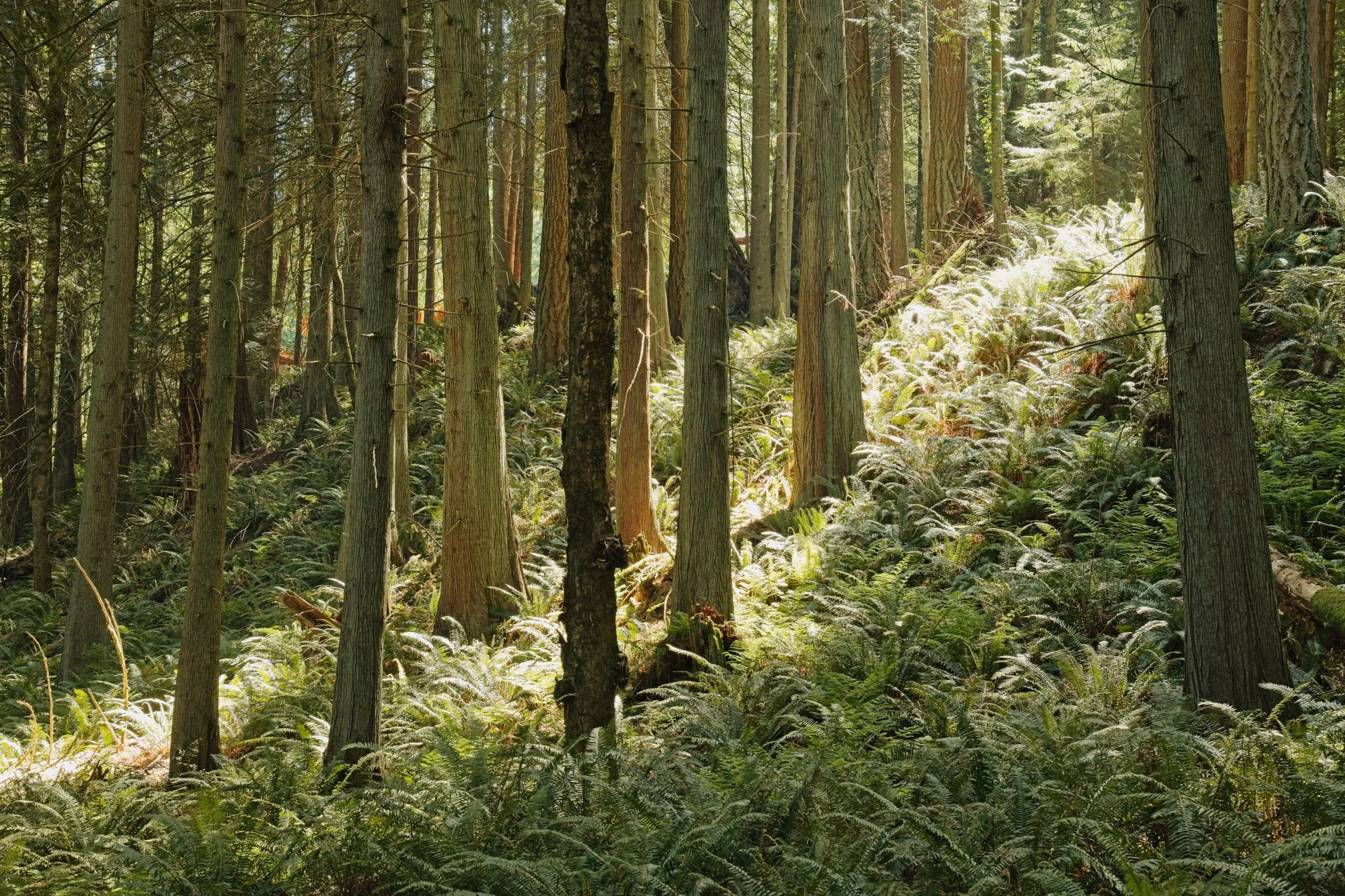 Sunlight filtering through a stand of tall, straight conifers onto a hillside thick with ferns