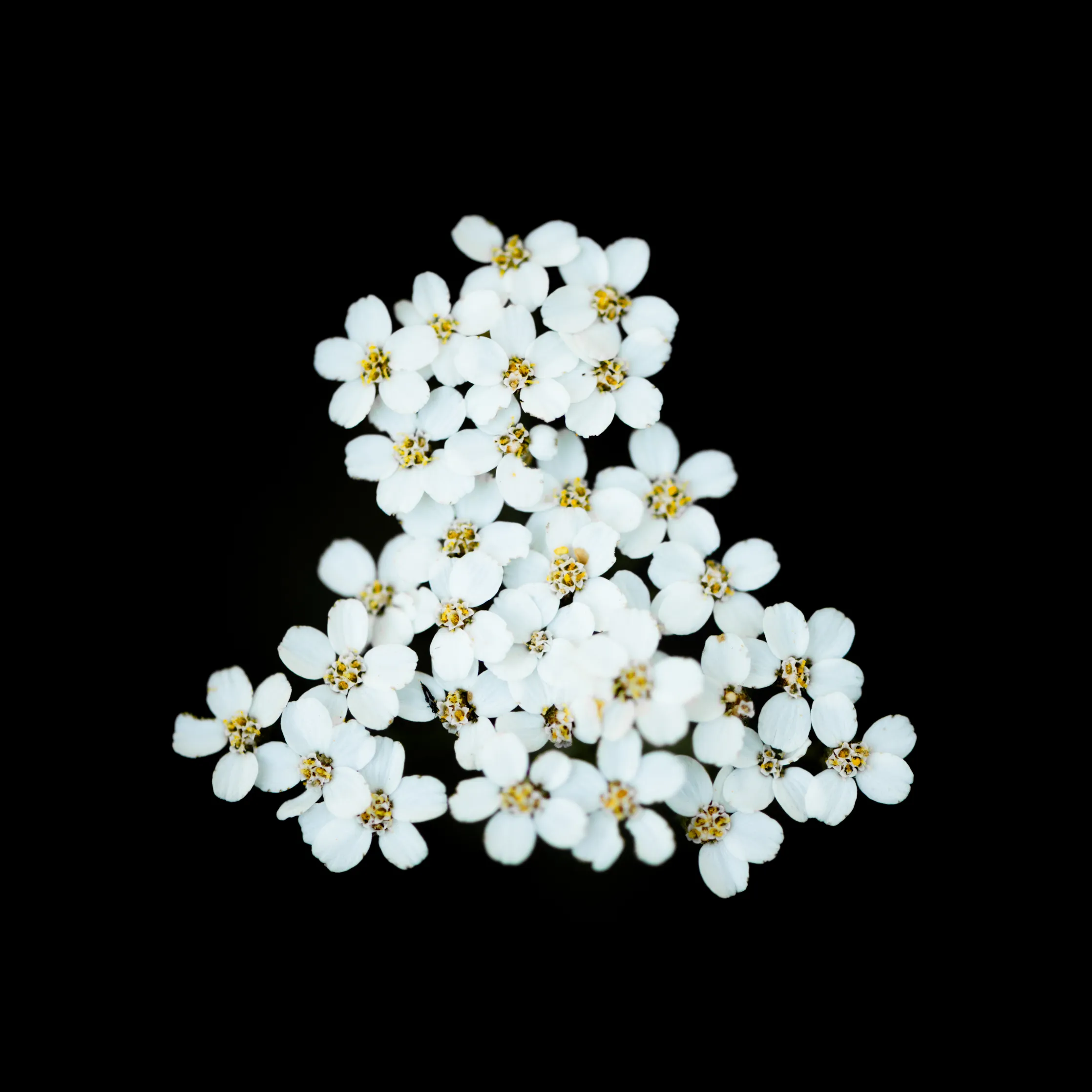 A cluster of small white yarrow flowers set against a black background